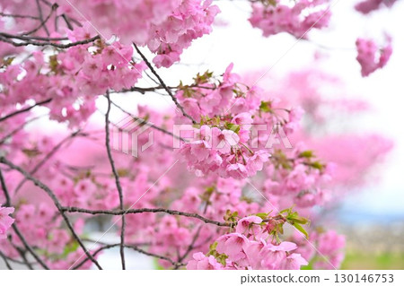 My Road: The Cherry Blossom Road (Niigata Prefecture) My Road: The Cherry Blossom Road (Niigata Prefecture) 130146753