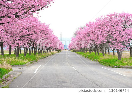 我的路：櫻花之路（新潟縣） 130146754