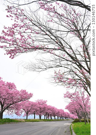 My Road: The Cherry Blossom Road (Niigata Prefecture) 130146755
