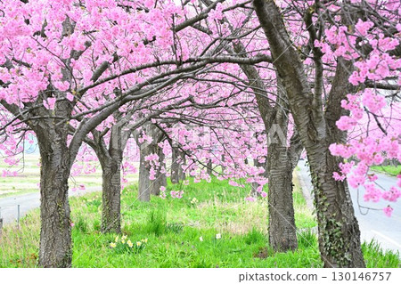 My Road: The Cherry Blossom Road (Niigata Prefecture) 130146757