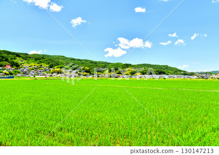 Maeyama (Izumidanchi) area, Saku City (Saku City, Nagano Prefecture) [June 2025] 130147213