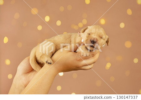 Sweet golden retriever puppy resting in human hands with warm glowing bokeh lights in the background. Symbol of love, care, and tenderness. Sweet golden retriever puppy resting in human hands with warm glowing bokeh lights in the background. Symbol of love, care, and tenderness. 130147337