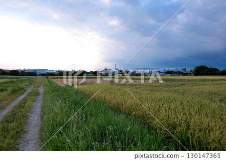 Rural landscape with a fruitful autumn 130147365