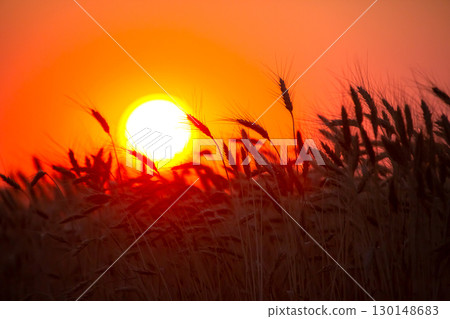 silhouette of wheat ears after sunset closeup silhouette of wheat ears after sunset closeup 130148683