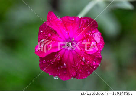Close up of vibrant rose campion flowers with delicate petals and water droplets, showcasing the beauty of nature in a spring garden 130148892