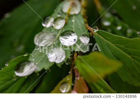 Beautiful details of nature. Morning dew drops on fresh green leaf. Summer nature macro pattern, fresh rain drops on green leaf. Peaceful tranquil ecology Beauty in nature. Beautiful details of nature. Morning dew drops on fresh green leaf. Summer nature macro pattern, fresh rain drops on green leaf. Peaceful tranquil ecology Beauty in nature. 130148896