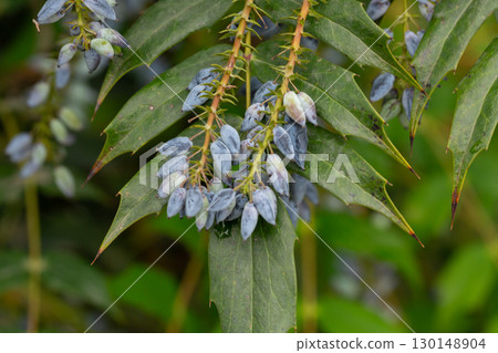 Mahonia aquifolium plant with blue fruits, ornamental evergreen plant Mahonia aquifolium plant with blue fruits, ornamental evergreen plant 130148904
