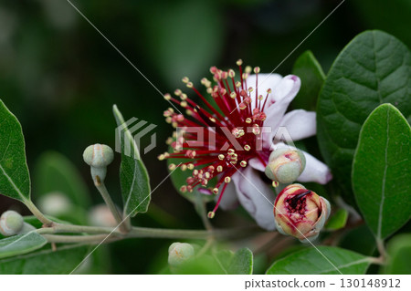 Red spring flowers of feijoa on the tree Red spring flowers of feijoa on the tree 130148912