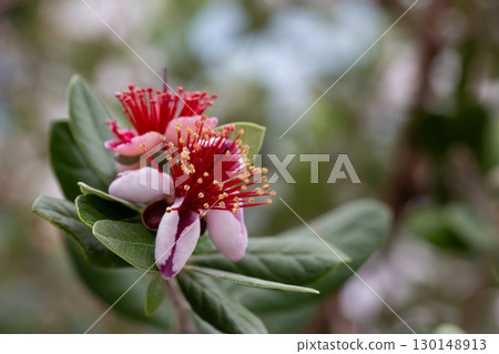 Red spring flowers of feijoa on the tree 130148913