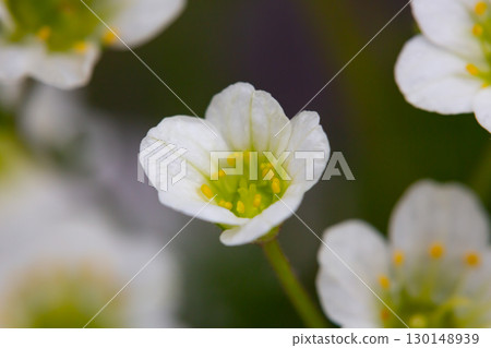 Meadow saxifrage or Saxifraga granulata, a specie of flowering plant photographed near a small river in a mountain area, macro. Meadow saxifrage or Saxifraga granulata, a specie of flowering plant photographed near a small river in a mountain area, macro. 130148939