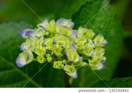 Green, blue and yellow Hydrangeas macrophylla close up. Floral wallpaper 130148942