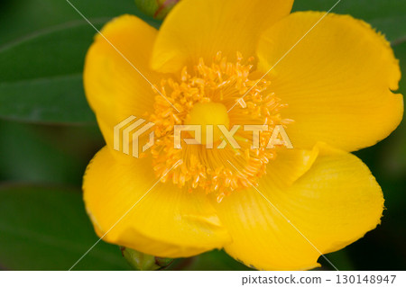 Yellow Hypericum Hidcote (St. John s Wort). A summer background of a large yellow flower on a green bush Yellow Hypericum Hidcote (St. John s Wort). A summer background of a large yellow flower on a green bush 130148947