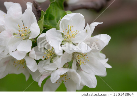 White plum flowers on a branch in the garden, Macro, spring background 130148964