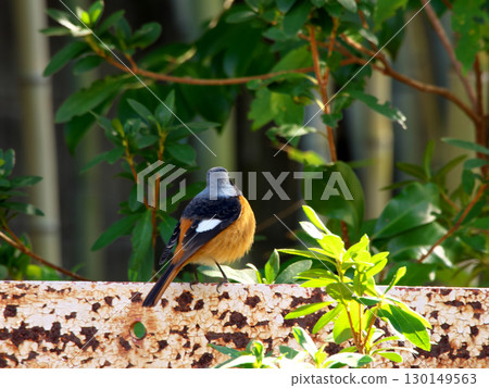 Back view of a male Daurian redstart Back view of a male Daurian redstart 130149563