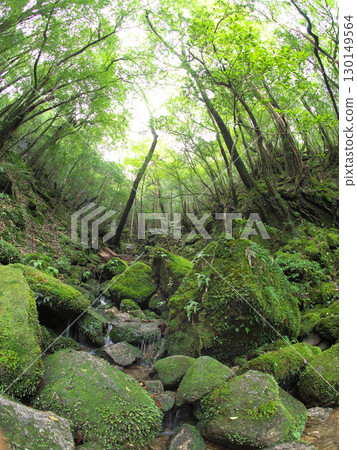 Flowing through the mossy rock Flowing through the mossy rock 130149564