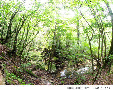 A stream in the deep forest A stream in the deep forest 130149565