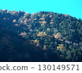 Sunlit autumn leaves on a mountain 130149571
