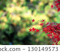 Bright red autumn leaves in the forest 130149573