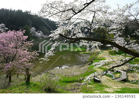 Cherry blossoms at Gejogawa Dam (Niigata Prefecture) Cherry blossoms at Gejogawa Dam (Niigata Prefecture) 130149591