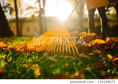 Pile of fallen leaves is collected with a rake on the lawn in the park. Seasonal gardening. Pile of fallen leaves is collected with a rake on the lawn in the park. Seasonal gardening. 130149672