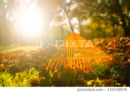 Pile of fall leaves with fan rake on lawn 130149676