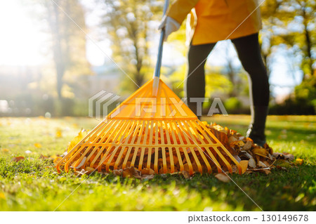 Pile of fallen leaves is collected with a rake on the lawn in the park. Seasonal gardening. 130149678