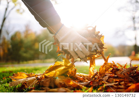 Harvesting autumn leaves. Man cleans the autumn park from yellow leaves. Volunteering, cleaning. 130149732