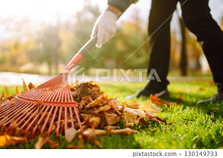 Rake with fallen leaves in autumn. Man cleans the autumn park from yellow leaves. Volunteering. Rake with fallen leaves in autumn. Man cleans the autumn park from yellow leaves. Volunteering. 130149733