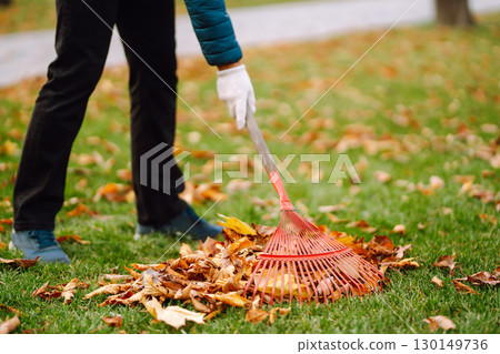 Rake with fallen leaves in autumn. Man cleans the autumn park from yellow leaves. Volunteering. 130149736