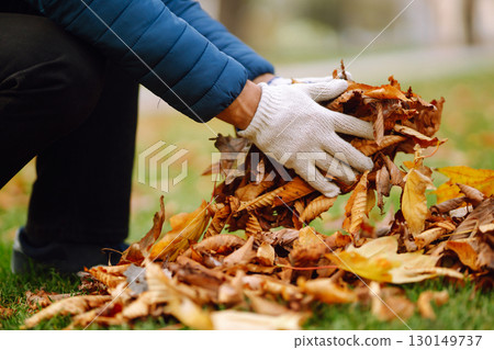 Harvesting autumn leaves. Man cleans the autumn park from yellow leaves. Volunteering, cleaning. 130149737