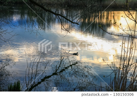 Spring Landscape at the Lake with Reflections Spring Landscape at the Lake with Reflections 130150306