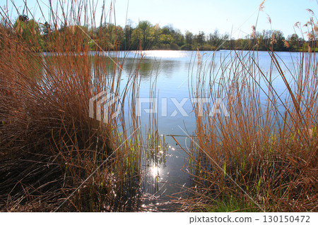 Spring Landscape at the Lake with Reflections 130150472