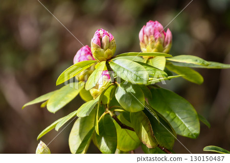 Rhododendron Buds and Flowers Close Up Details 130150487