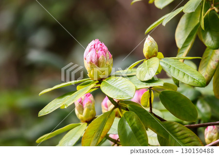 Rhododendron Buds and Flowers Close Up Details Rhododendron Buds and Flowers Close Up Details 130150488