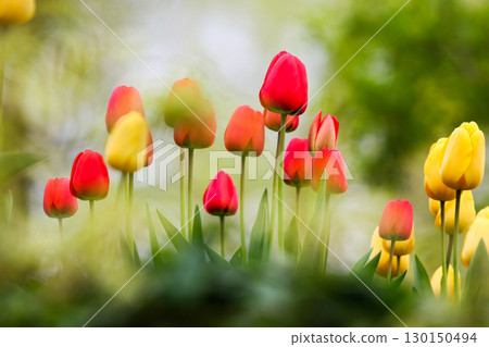 Red and Yellow Wild Tulips Blooming in Spring Red and Yellow Wild Tulips Blooming in Spring 130150494