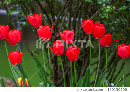 Red Wild Tulips Close Up in the Spring Park Red Wild Tulips Close Up in the Spring Park 130150506