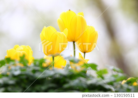 Yellow Wild Tulips Close Up in the Spring Park Yellow Wild Tulips Close Up in the Spring Park 130150511