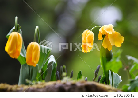 Yellow Wild Tulips Close Up in the Spring Park Yellow Wild Tulips Close Up in the Spring Park 130150512