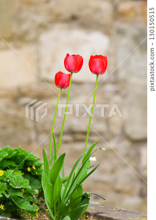 Red Wild Tulips Close Up in the Spring Park Red Wild Tulips Close Up in the Spring Park 130150515