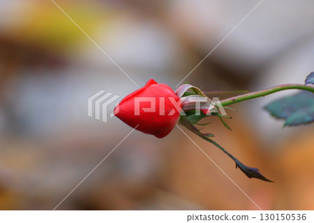Red Roses and Buds Showcasing Beauty in the Park Red Roses and Buds Showcasing Beauty in the Park 130150536