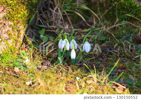 Wild Snowdrops Close Up in the Spring Park Wild Snowdrops Close Up in the Spring Park 130150552
