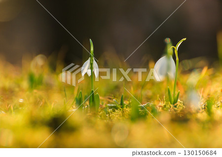 Wild Snowdrops Close Up in the Spring Park 130150684