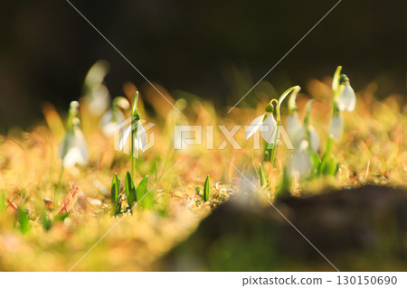 Wild Snowdrops Close Up in the Spring Park 130150690