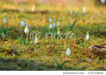 Wild Snowdrops Close Up in the Spring Park Wild Snowdrops Close Up in the Spring Park 130150692