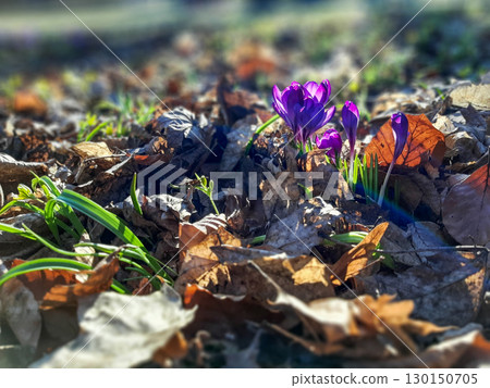 Blue Wild Crocus Flowers Showcasing Beauty in the Park 130150705