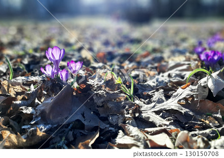Blue Wild Crocus Flowers Showcasing Beauty in the Park Blue Wild Crocus Flowers Showcasing Beauty in the Park 130150708