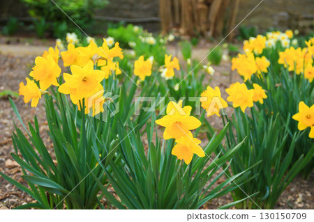 Yellow Daffodils Flowers Showcasing Beauty in the Park Yellow Daffodils Flowers Showcasing Beauty in the Park 130150709