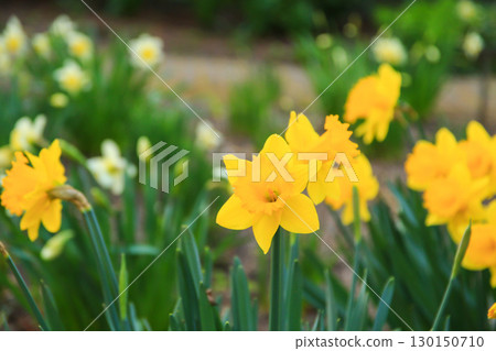 Yellow Daffodils Flowers Showcasing Beauty in the Park 130150710