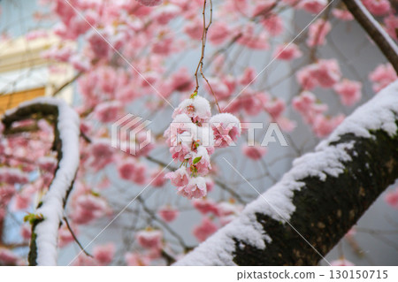 Sakura Flowers Covered in Snow Showcasing Nature's Beauty Sakura Flowers Covered in Snow Showcasing Nature's Beauty 130150715