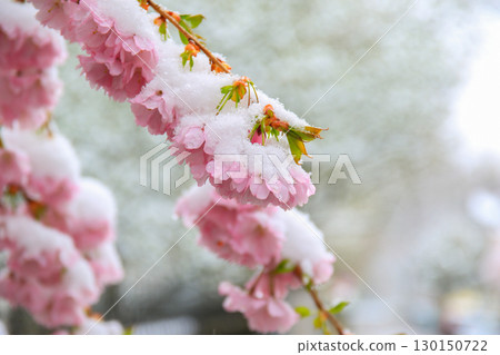 Sakura Flowers Covered in Snow Showcasing Nature's Beauty 130150722